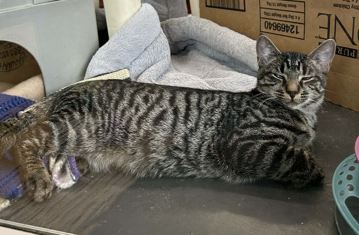 Gallery image: Monty