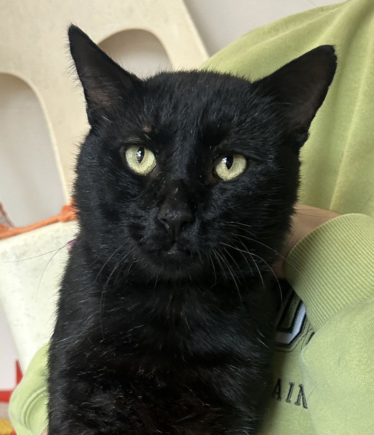 Gallery image: Major