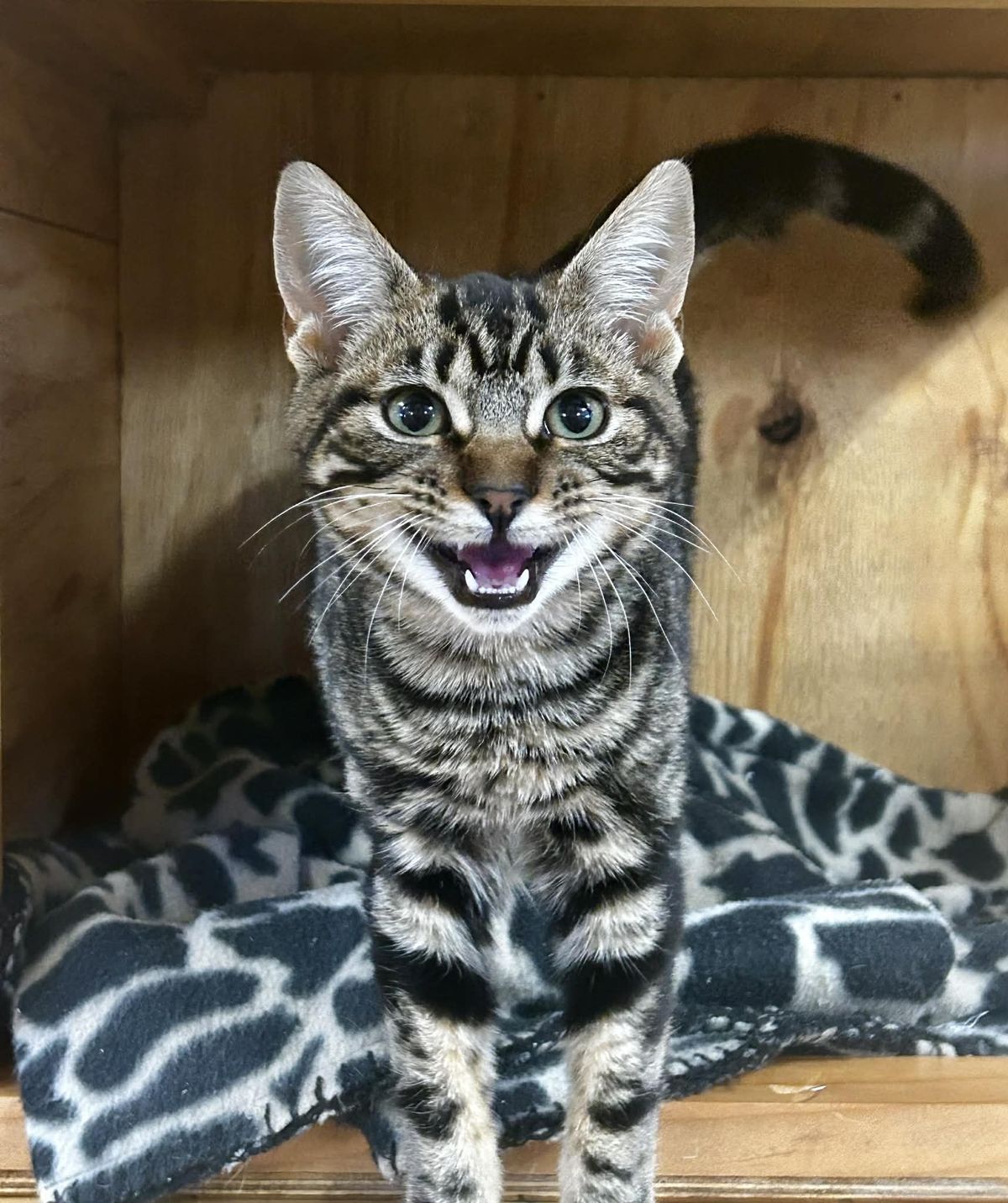 Gallery image: Sierra