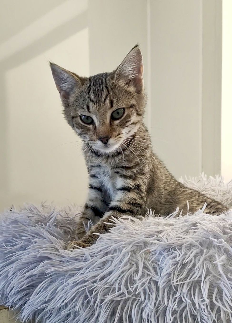 Gallery image: Rosalina