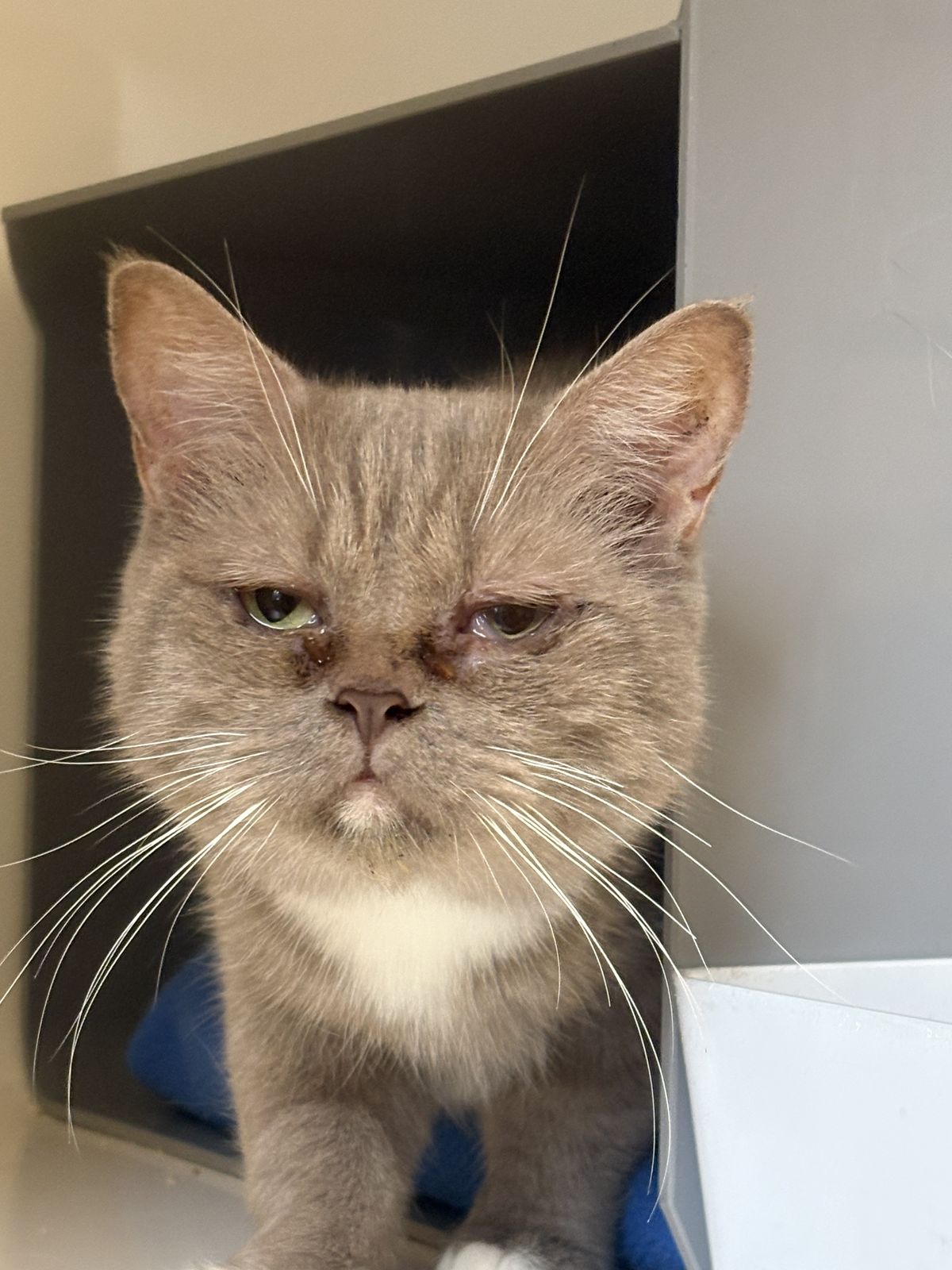 Gallery image: Bluebell