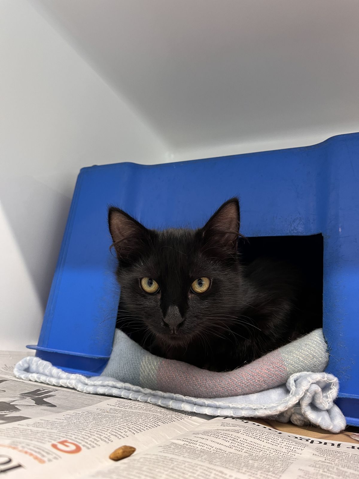 Gallery image: Sherbie