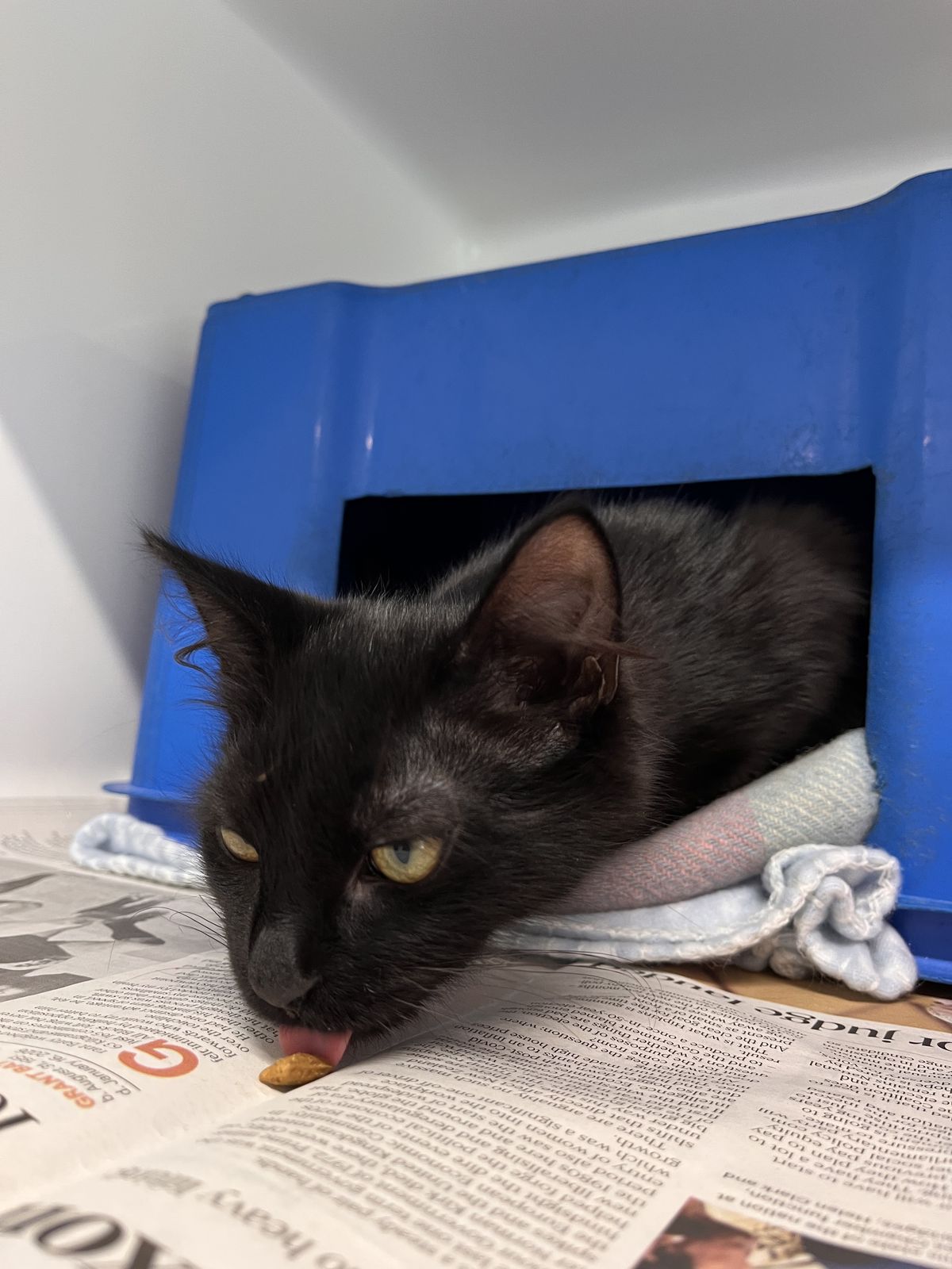 Gallery image: Sherbie