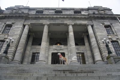 Greyhound racing ban crosses the finish line to become law 