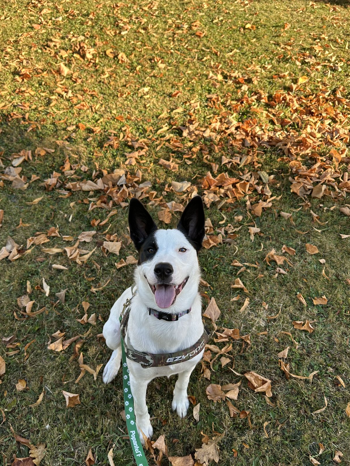 Gallery image: Pania