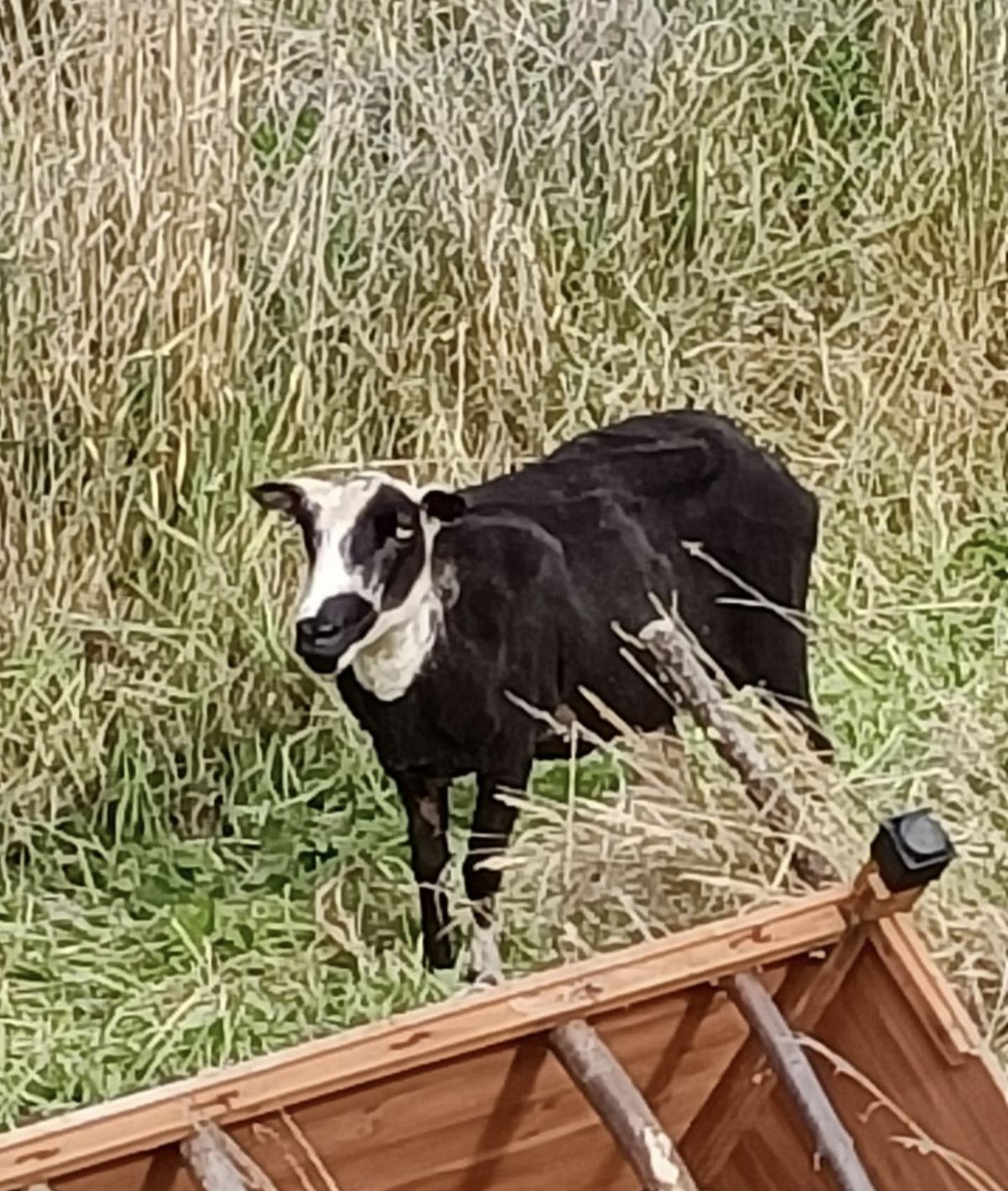 Gallery image: Petal