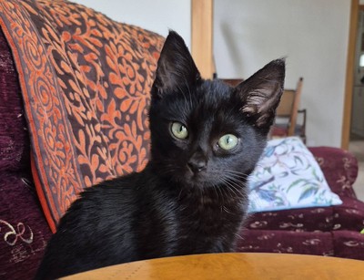 Picasso - Domestic Short Hair