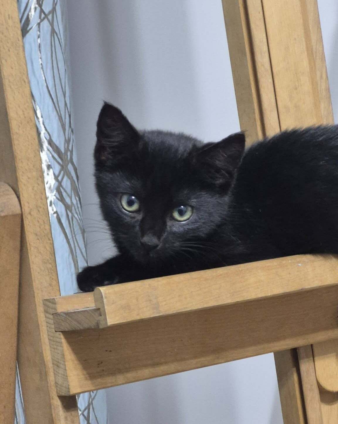 Gallery image: Picasso