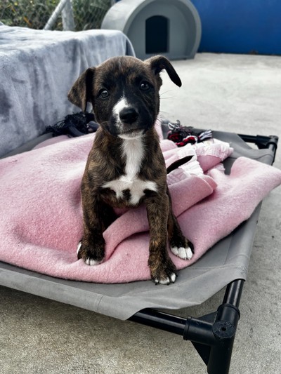 Ella - Medium Cross Breed