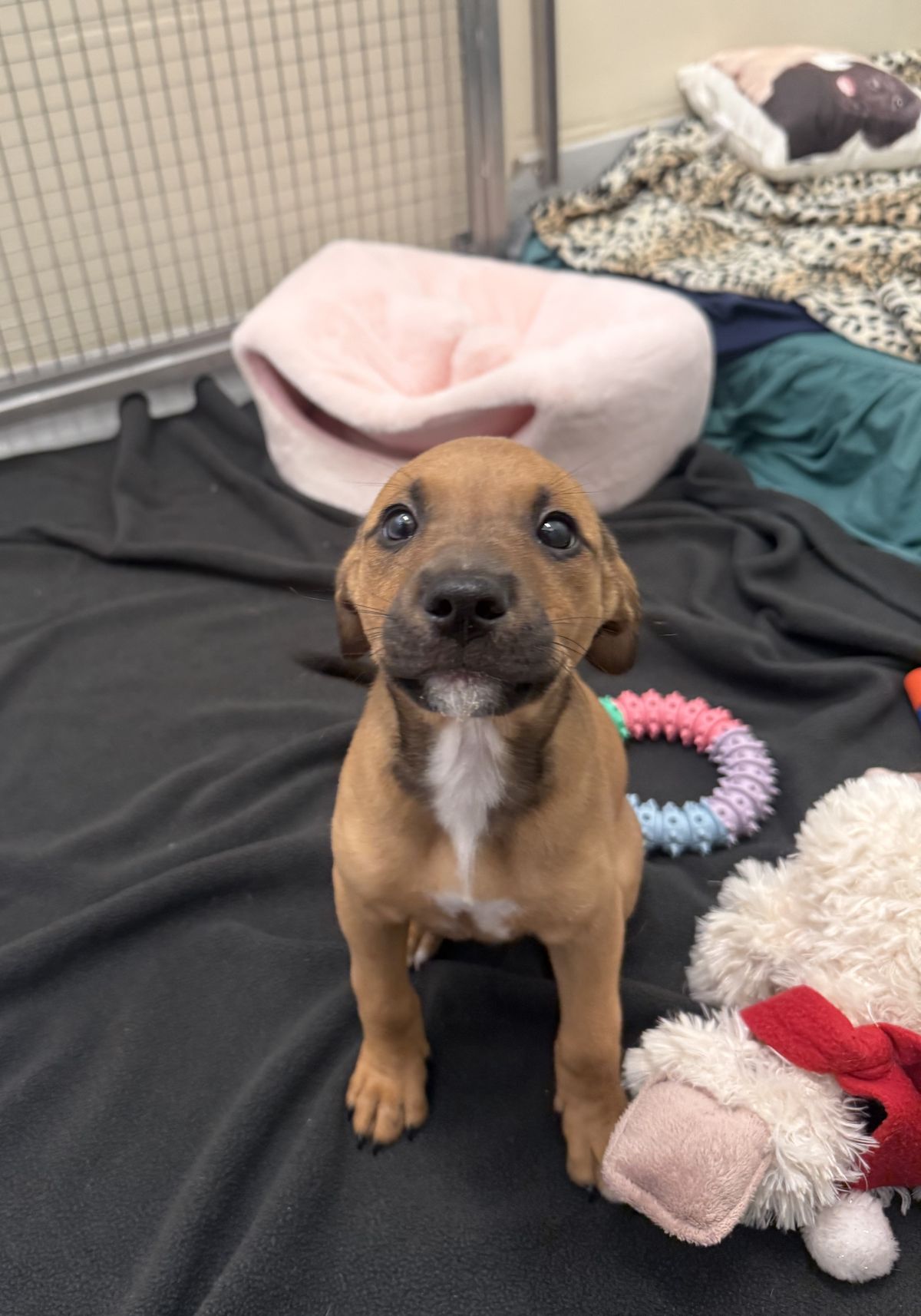 Gallery image: Biscuit