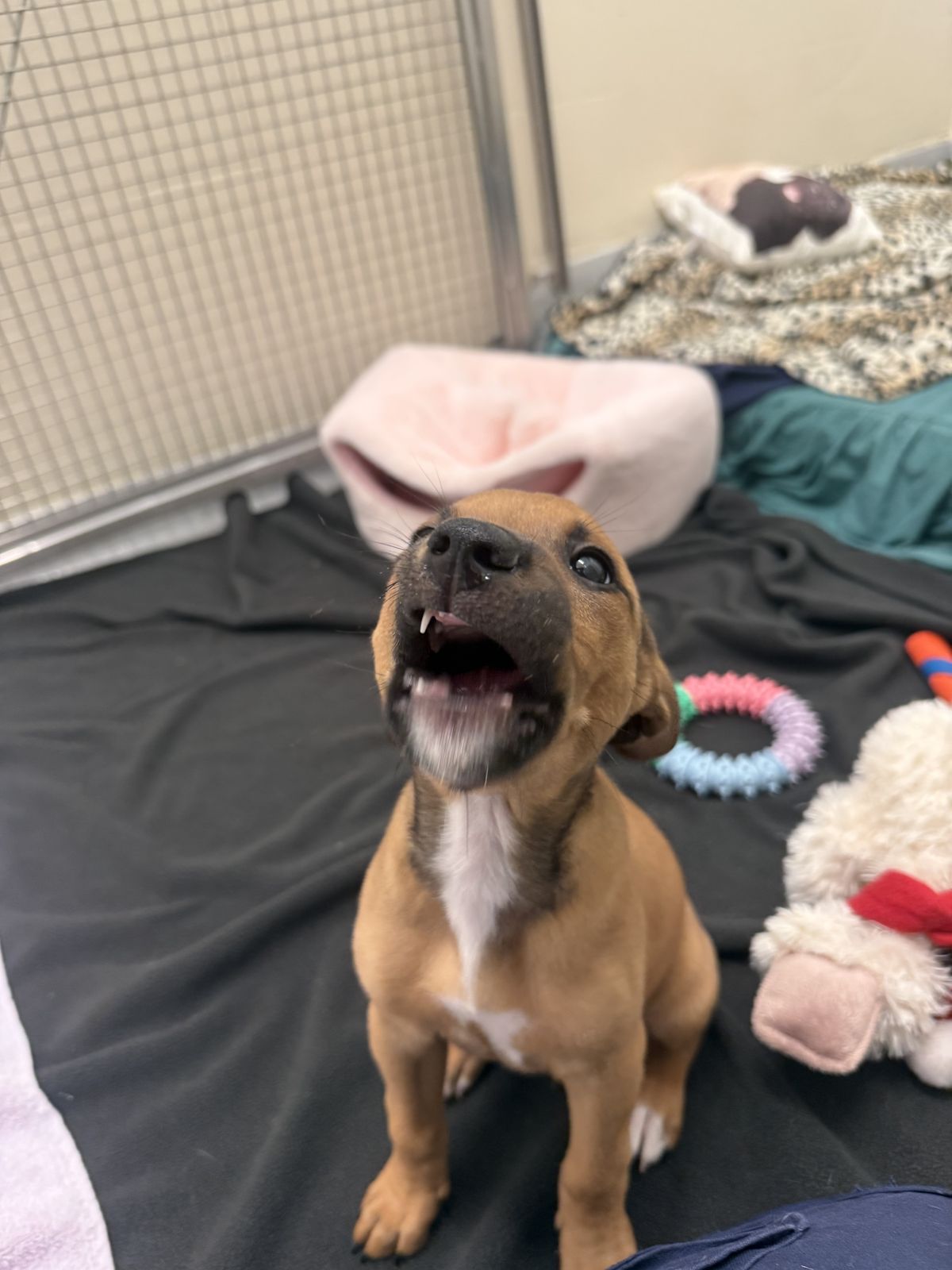 Gallery image: Biscuit