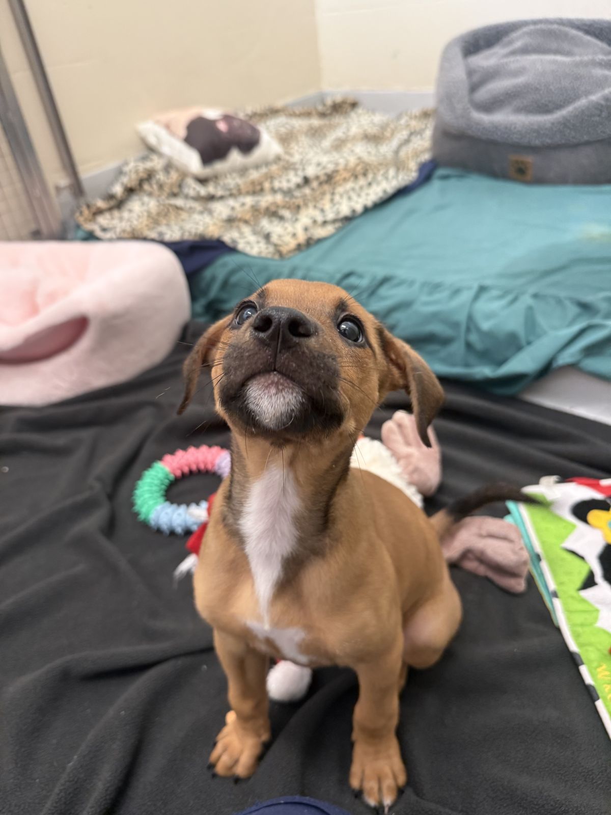 Gallery image: Biscuit