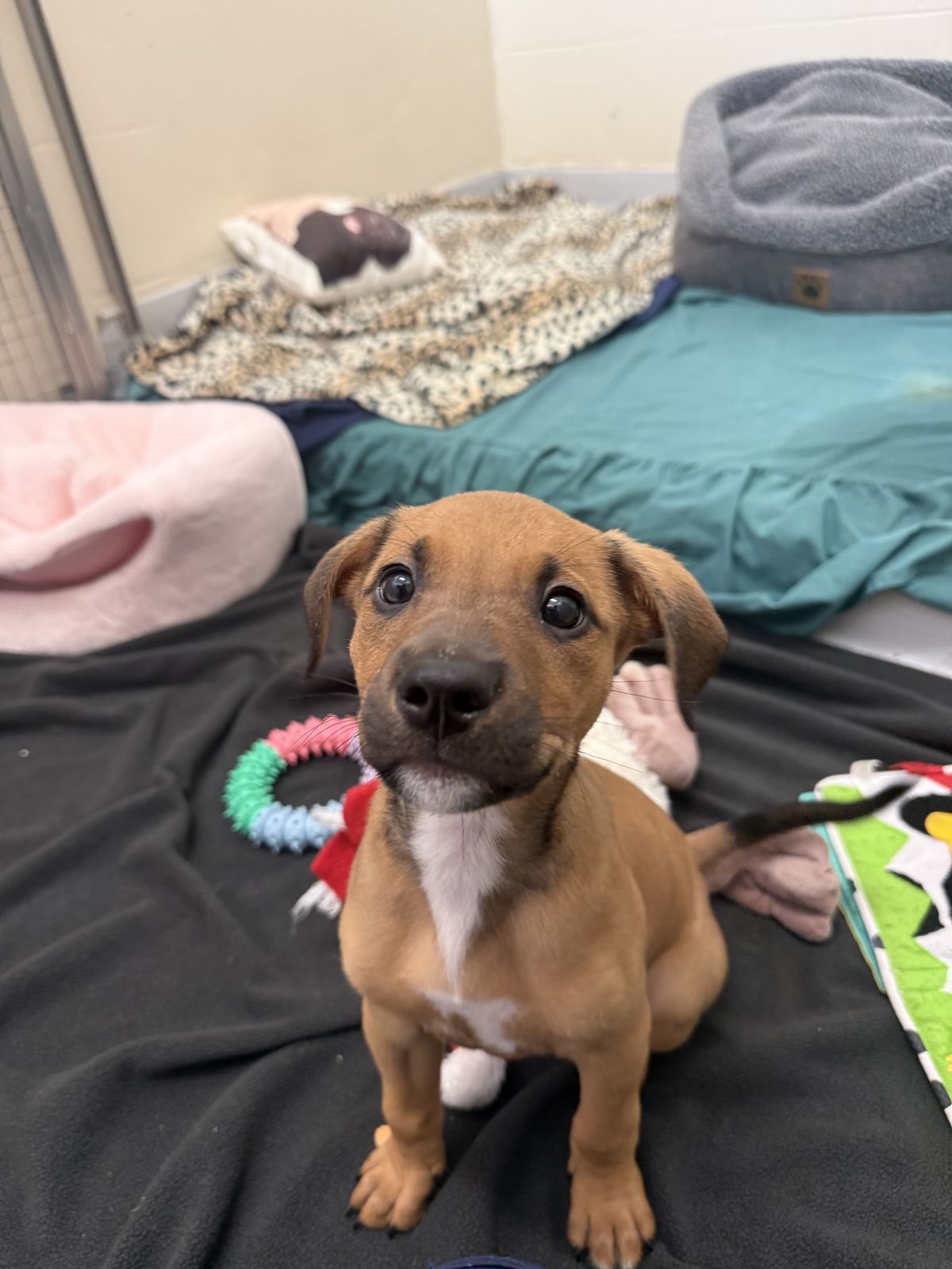 Gallery image: Biscuit