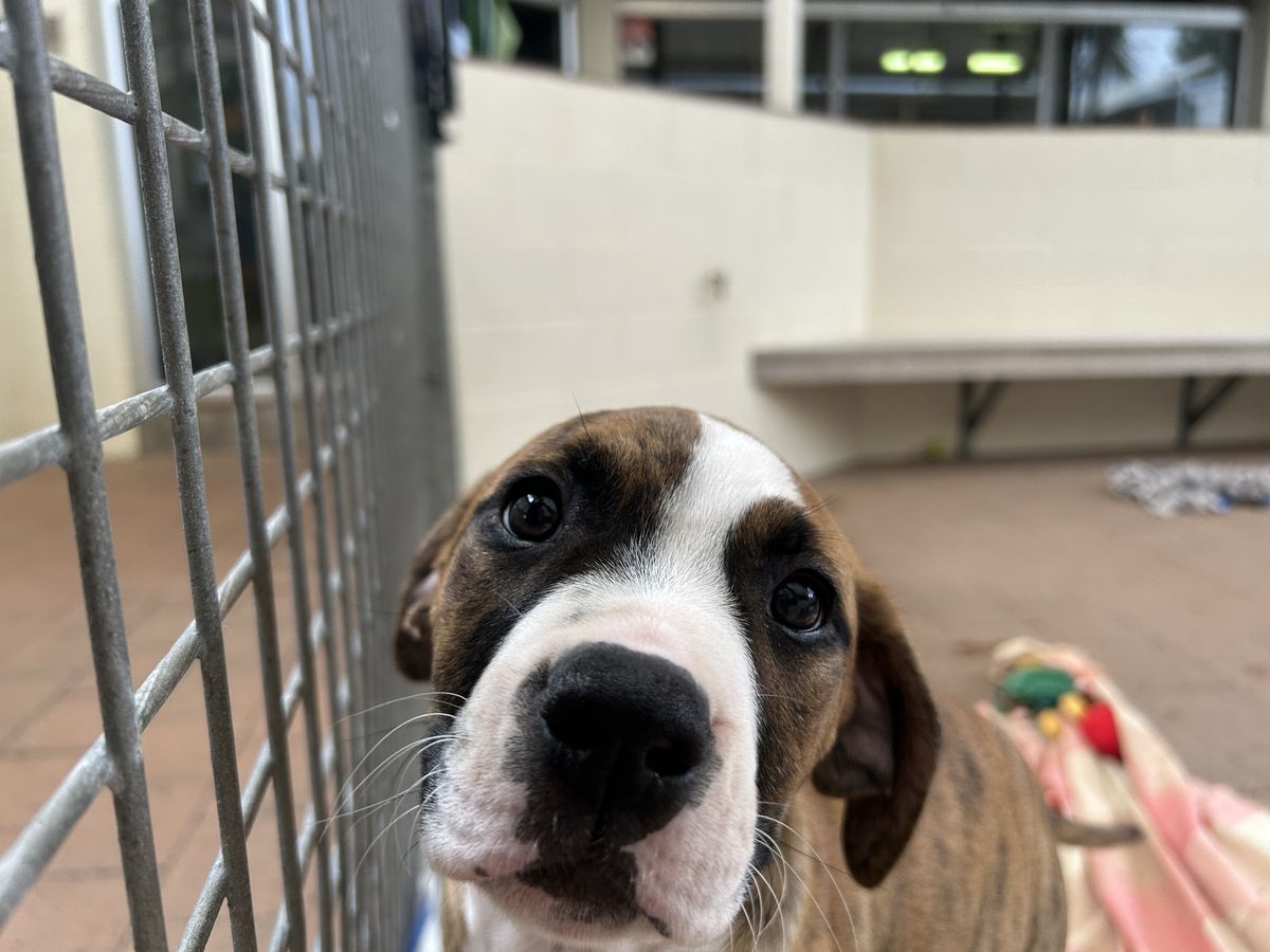 Gallery image: Clover