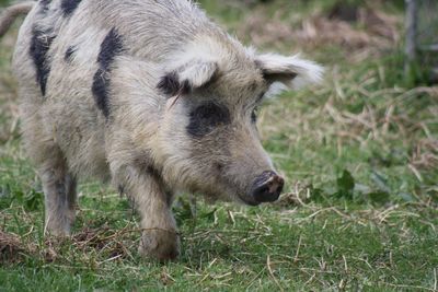 Shining a light on our farmyard friends