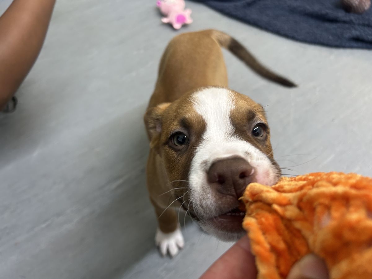 Gallery image: Tulip