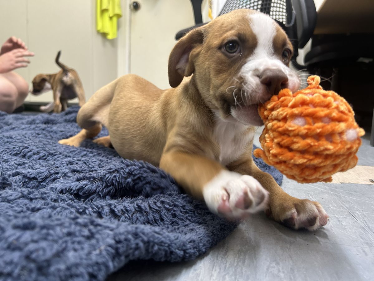 Gallery image: Tulip