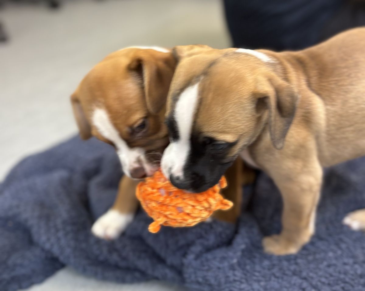 Gallery image: Tulip