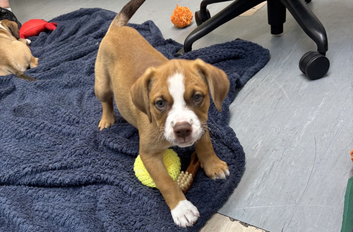 Gallery image: Tulip