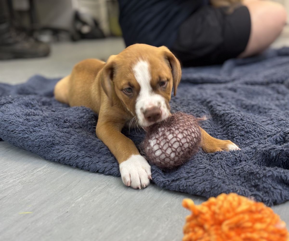 Gallery image: Tulip