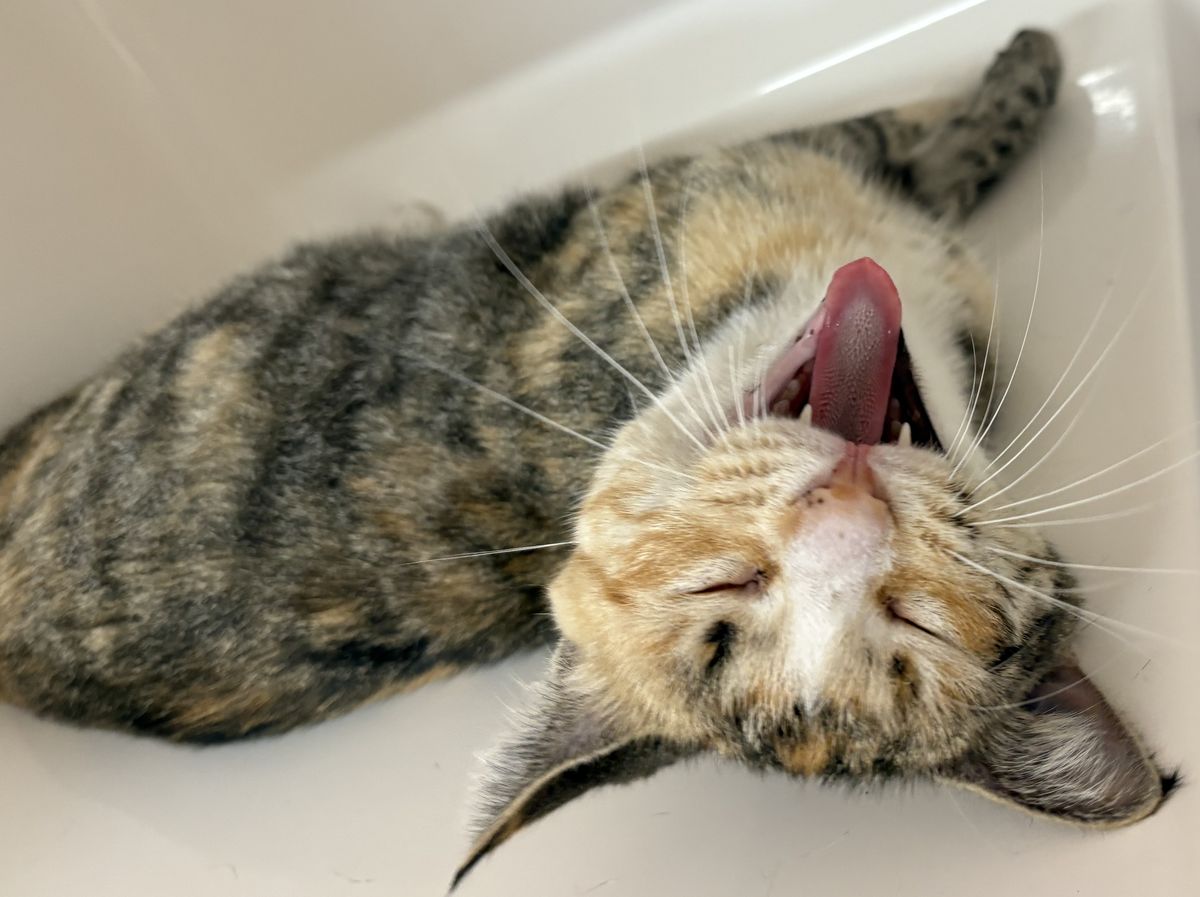 Gallery image: Danni