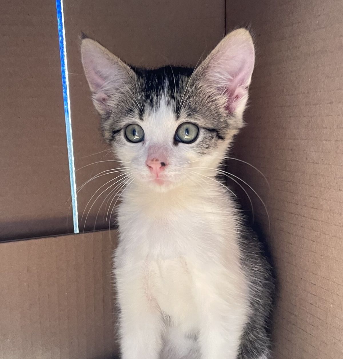 Gallery image: Taylor