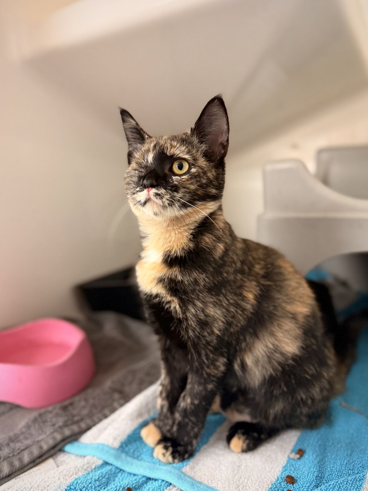 Gallery image: Tamarillo