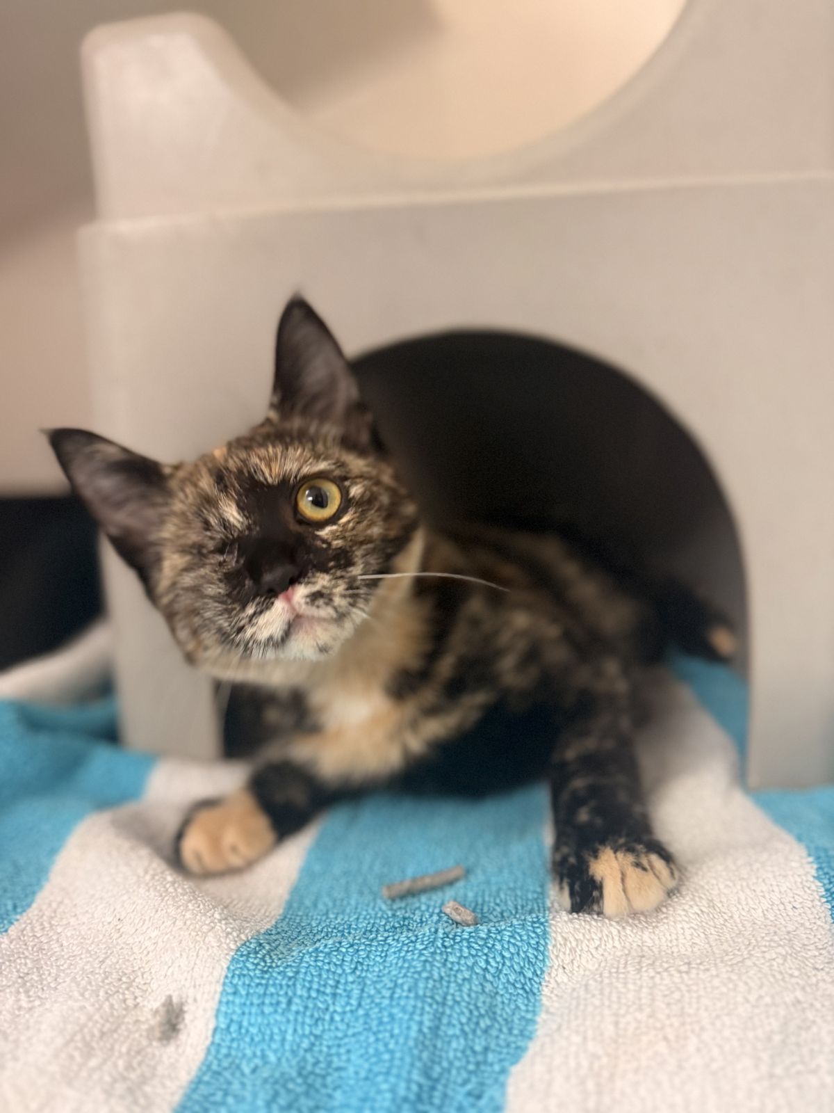 Gallery image: Tamarillo