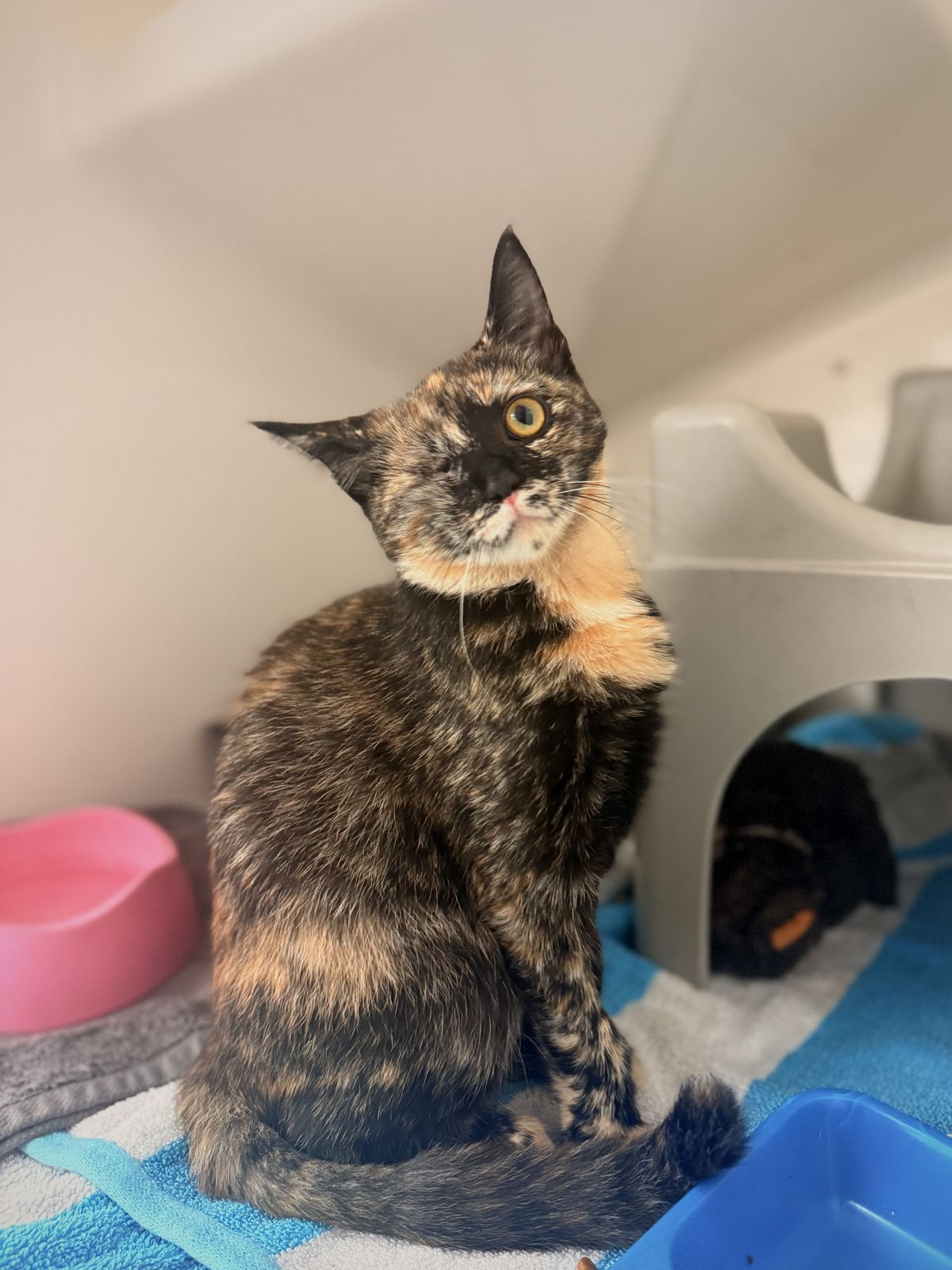 Gallery image: Tamarillo