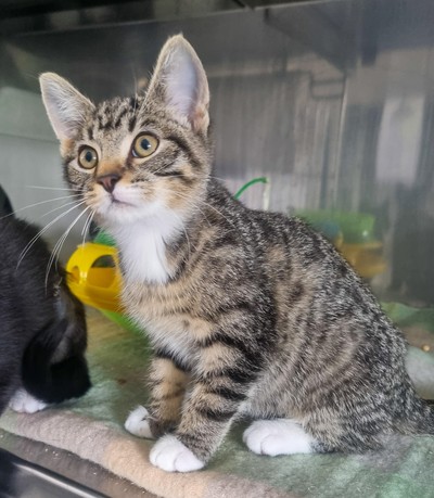 Jack - Domestic Short Hair