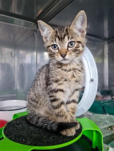 Tom - Domestic Short Hair