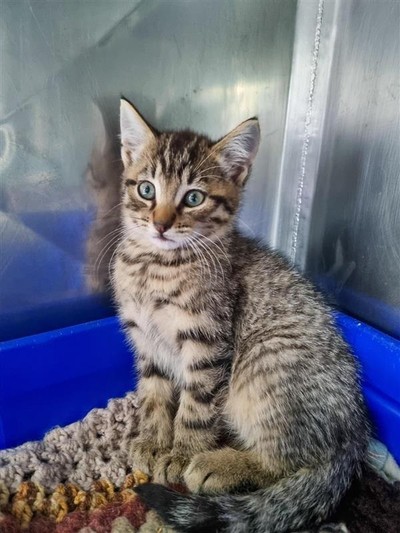 Tame - Domestic Short Hair