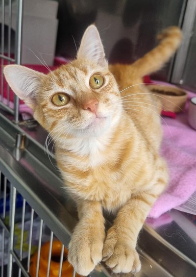 Gabby - Domestic Short Hair