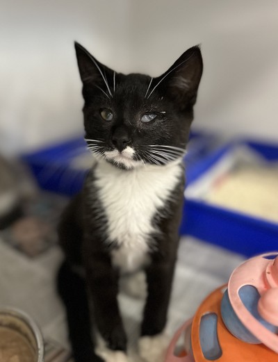 Kairo - Domestic Short Hair