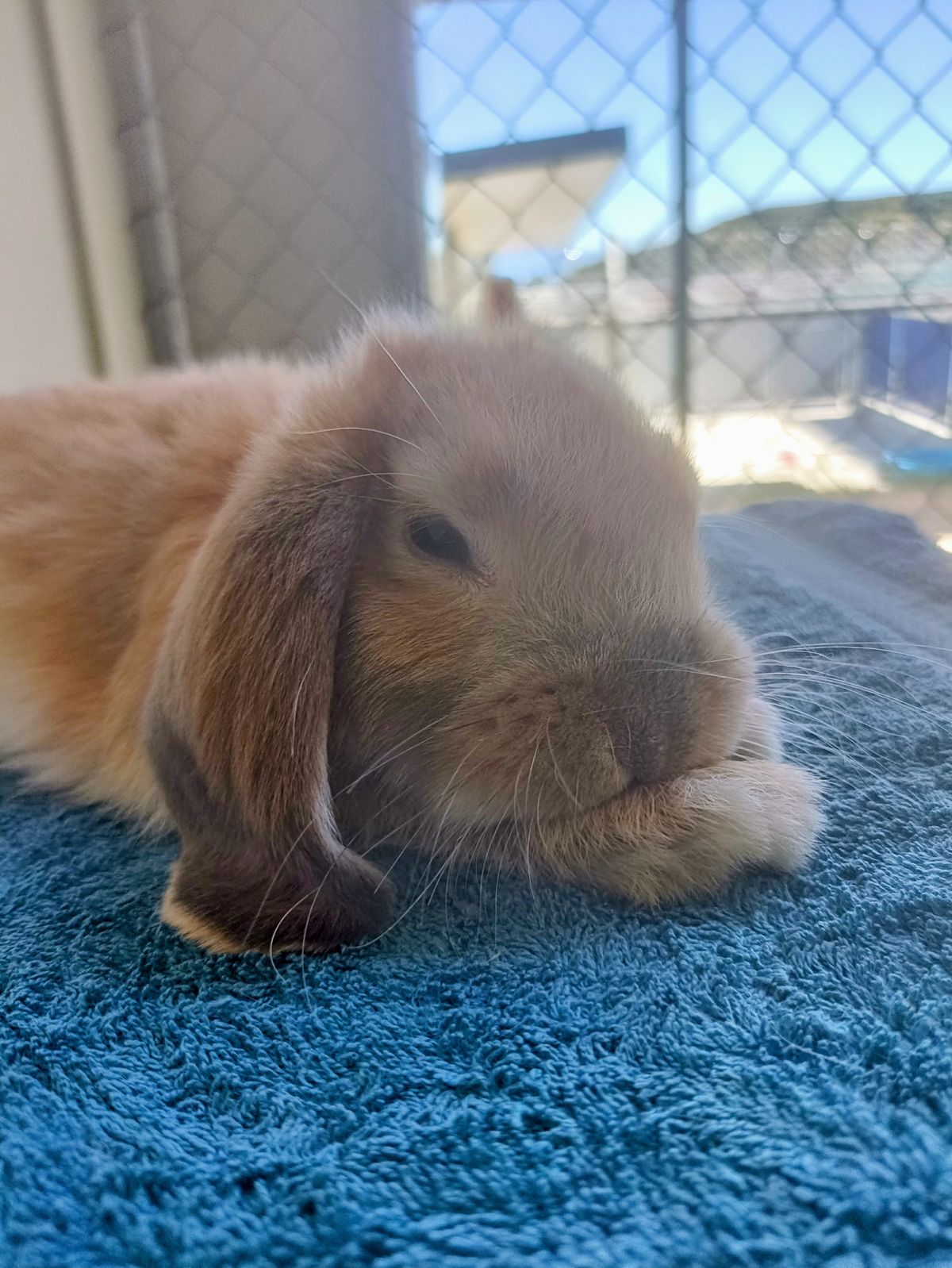 Gallery image: Gingernut