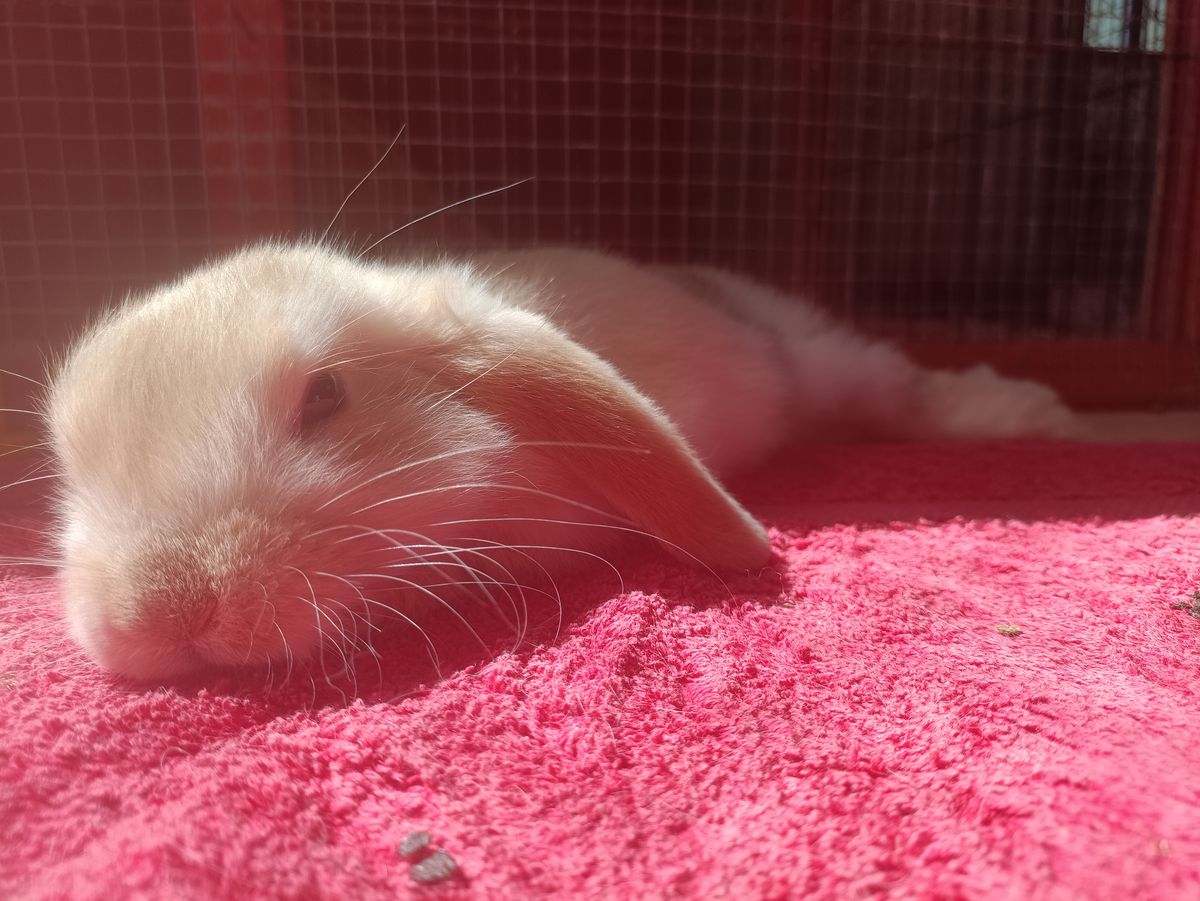 Gallery image: Hobnob