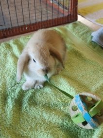 Gallery image: Hobnob