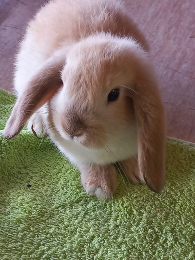 Custard Cream - Mini Lop
