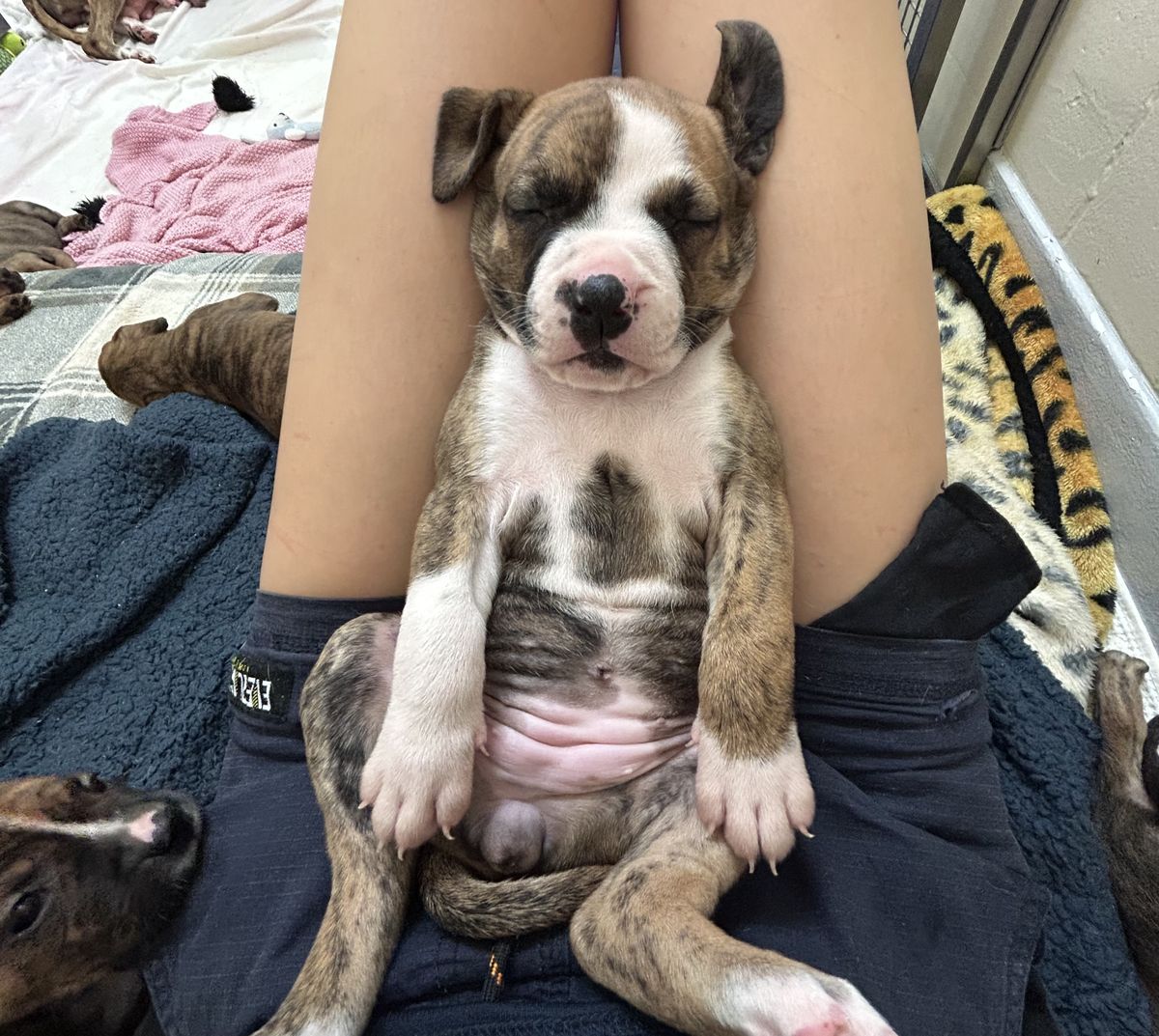 Gallery image: Clover