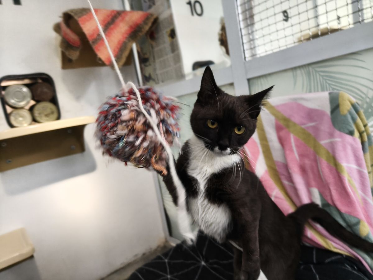 Gallery image: Miranda