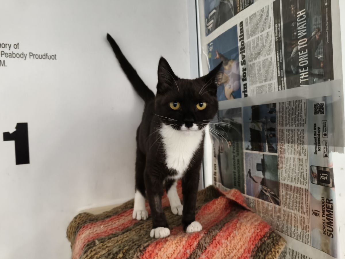 Gallery image: Miranda