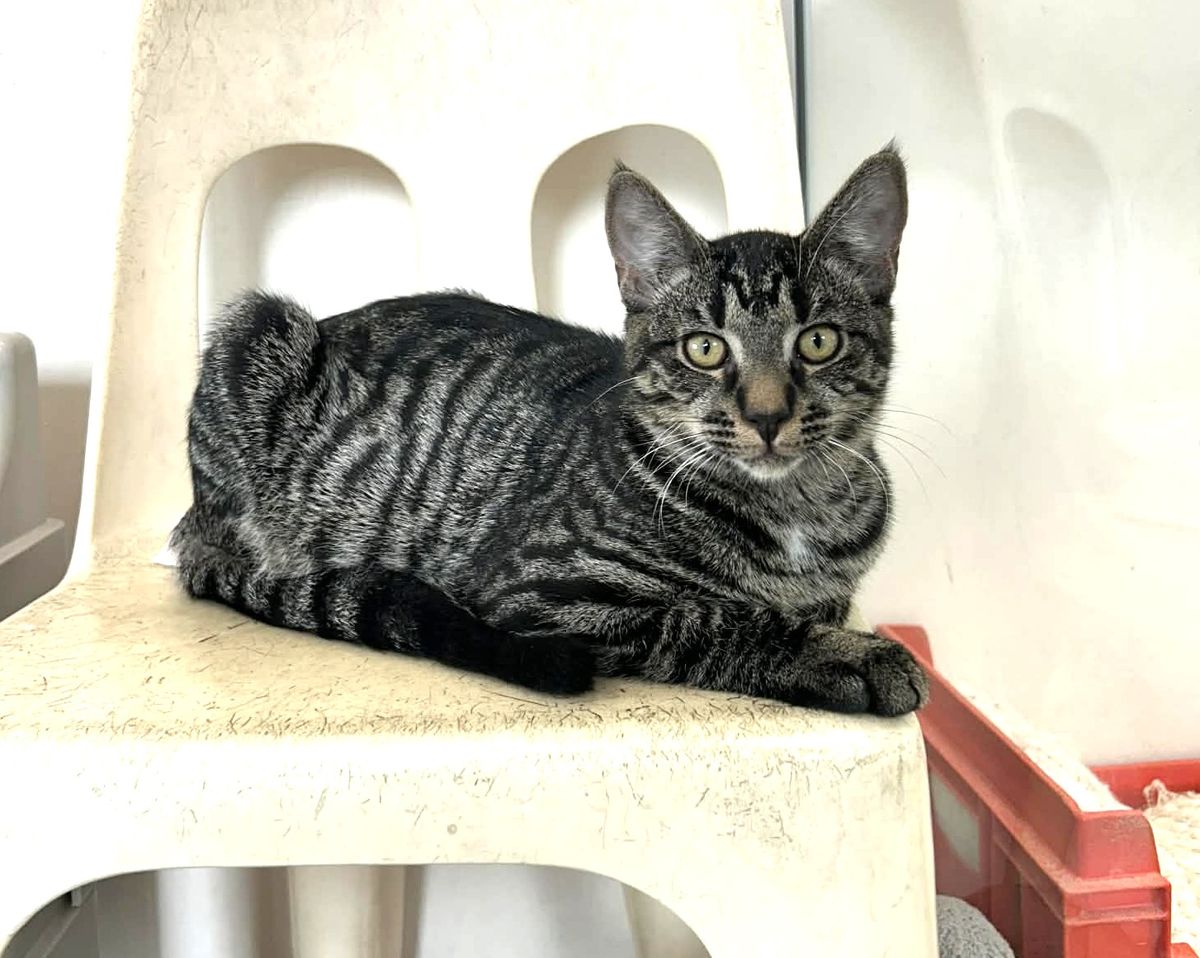 Gallery image: Monty