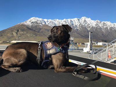 SPCA canine superstars - dogs that help people