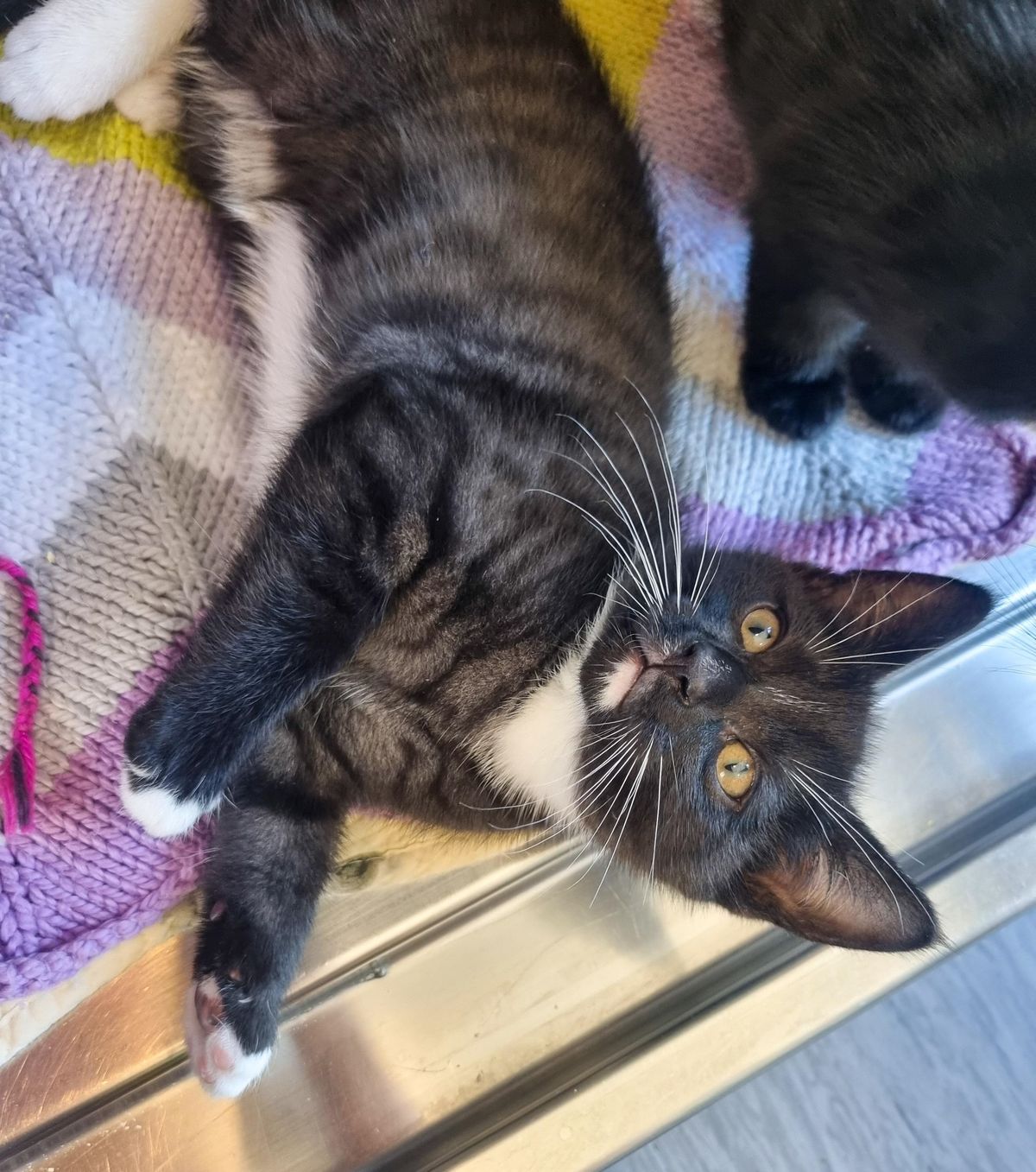 Gallery image: Henry