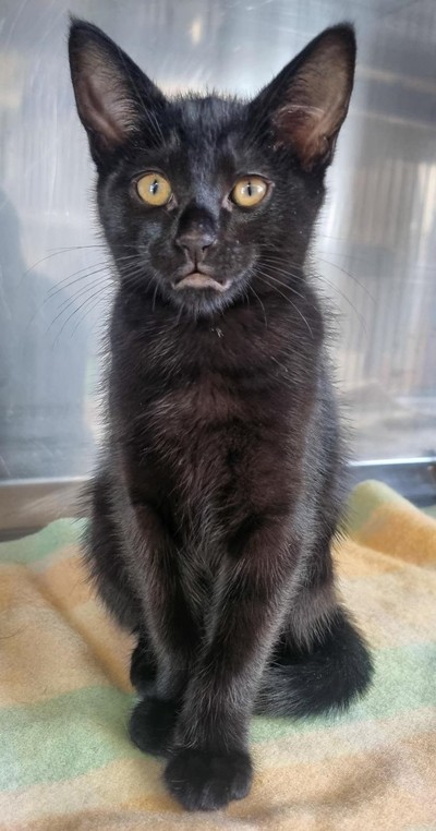 Harmony - Domestic Short Hair