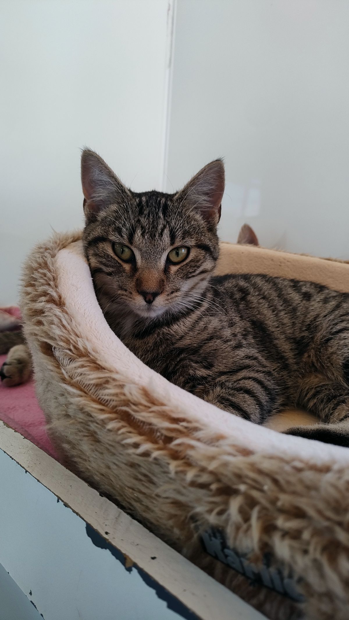 Gallery image: Muscat