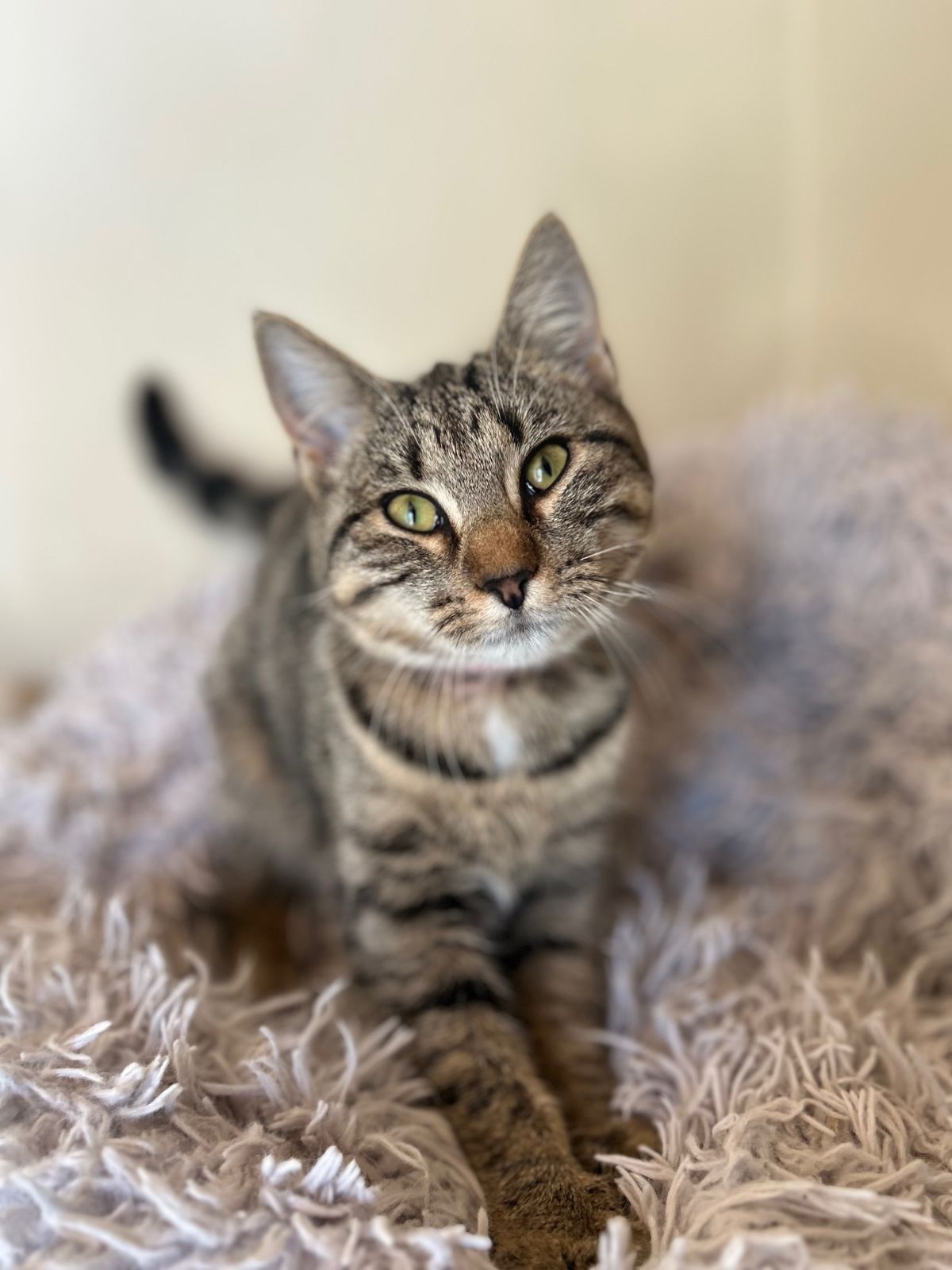 Gallery image: Muscat