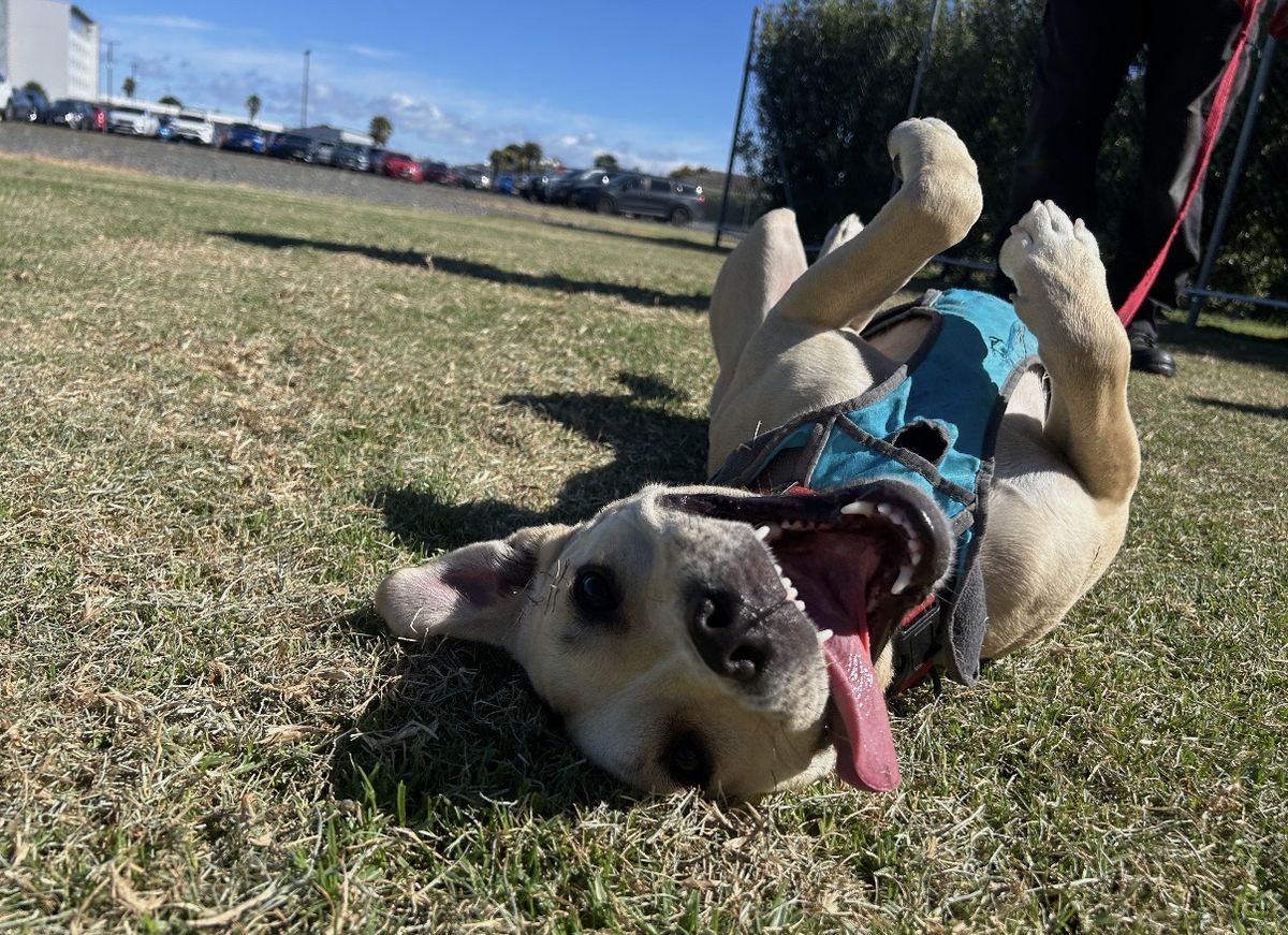 Gallery image: Pablo