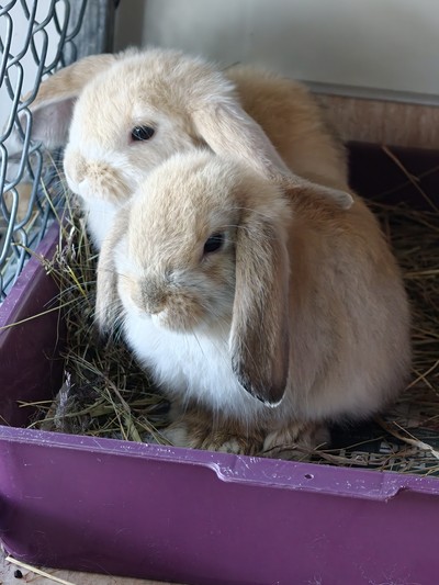 Gingernut - Mini Lop