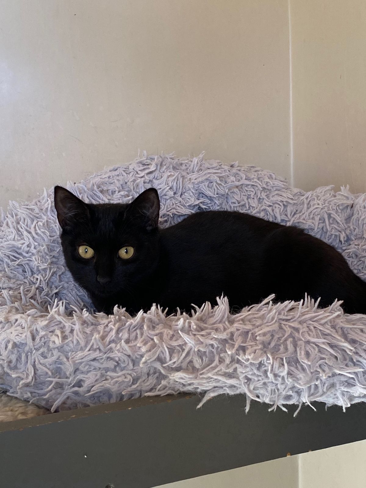 Gallery image: Waffles